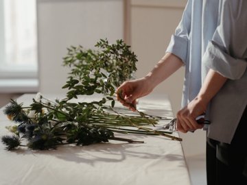 塞爾維亞注冊公司能否享受免稅政策？官方權威解答